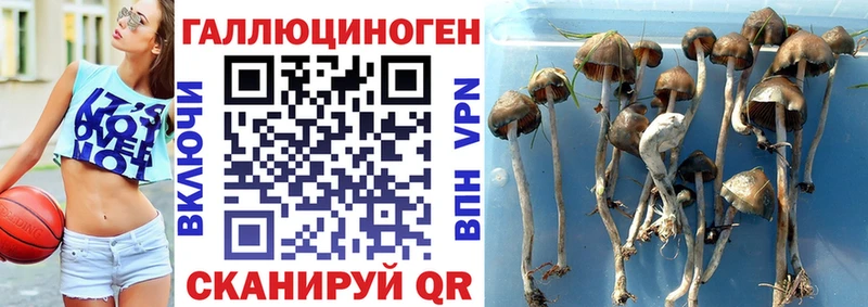 Галлюциногенные грибы Cubensis  где купить наркоту  Навашино 